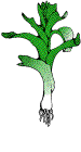 leek.gif - 3.1 K