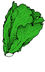 lettuce.gif - 4.4 K